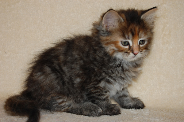 Physalis 7 Wochen.jpg